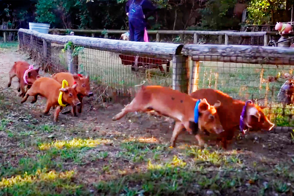 piggy-race